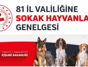 81 İl Valiliğine Bakanlıktan Sokak Hayvanları Talimatı