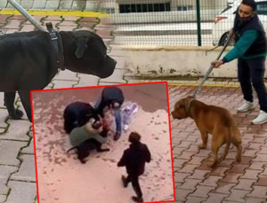 Türkiye’nin konuştuğu pitbull dehşetinde şok gelişme!