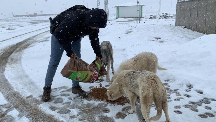 Bingöl’de Hayvan Severler Pati Dostlarını Unutmadılar