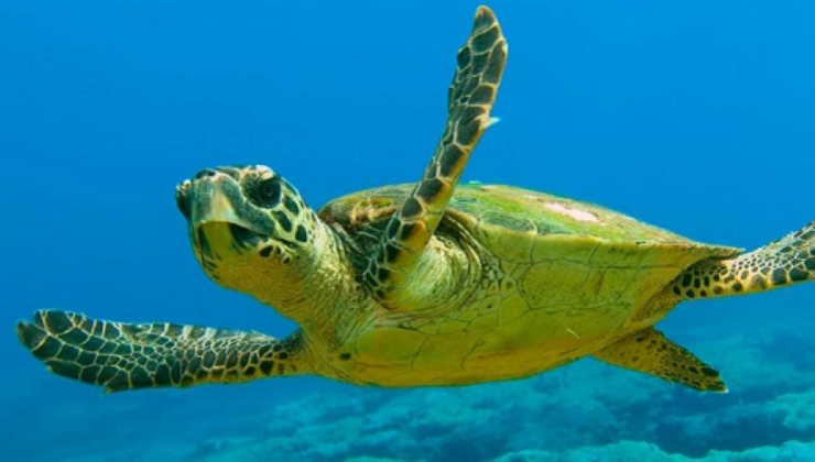 Yalova’da Caretta Caretta Ölüsü Sahile Vurdu