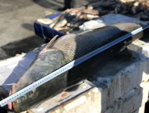 Erzincan’da Yakalanan Dev Turna Balığı Şaşkınlık Yarattı