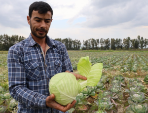 Adana Kozanlı Üretici, Satamadığı Lahanaları Köyüne Dağıtıyor