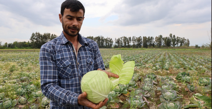 Adana Kozanlı Üretici, Satamadığı Lahanaları Köyüne Dağıtıyor