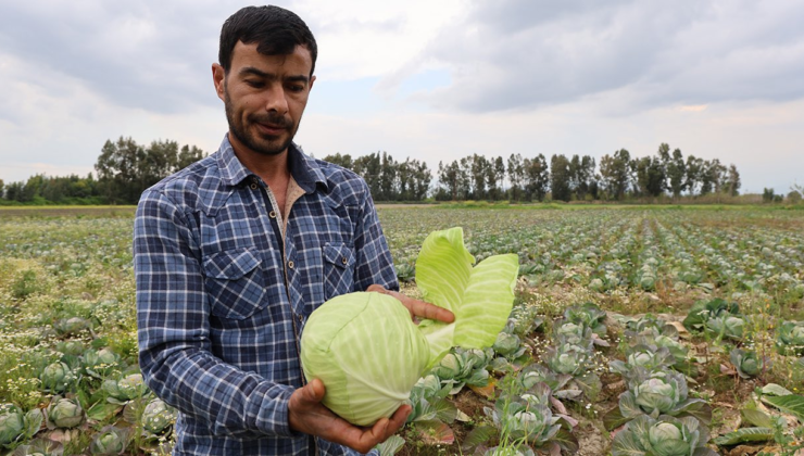 Adana Kozanlı Üretici, Satamadığı Lahanaları Köyüne Dağıtıyor