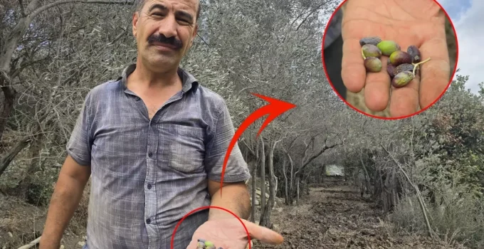 Hatay’da Halhalı Zeytinini Kuraklık Vurdu: Rekoltede Yüzde 75 Kayıp