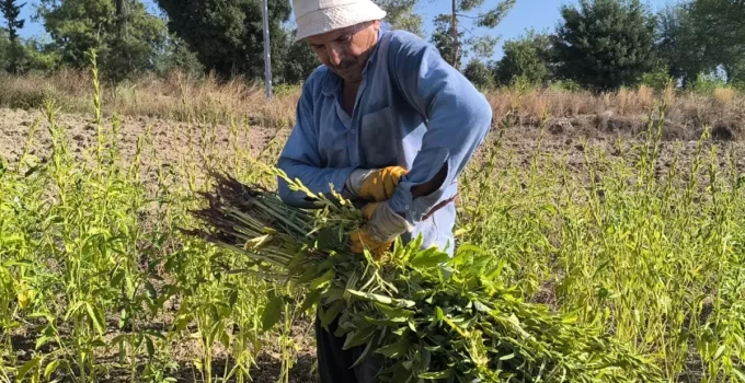 Osmaniye’de Susam Üreticileri Zor Günler Yaşıyor: “200 Liranın Altında Satmam, Baraja Dökerim”