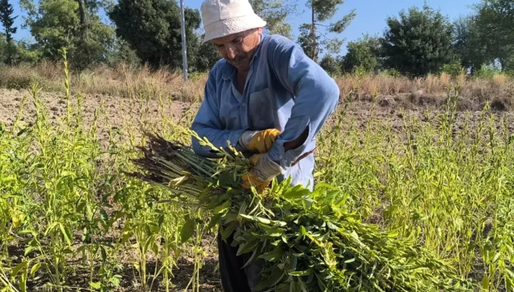 Osmaniye’de Susam Üreticileri Zor Günler Yaşıyor: “200 Liranın Altında Satmam, Baraja Dökerim”
