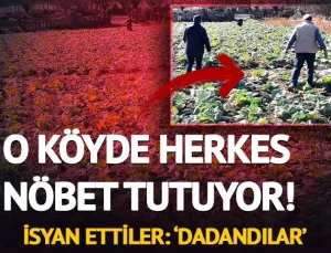 ALUCRA’DA LAHANA TARLALARINDA HIRSIZLIK ENDİŞESİ