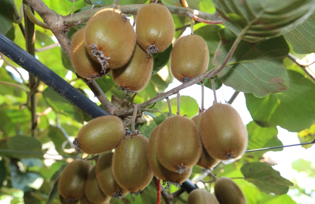 Aronya ve Kivi’nin Artık Çoğrafi İşareti Var