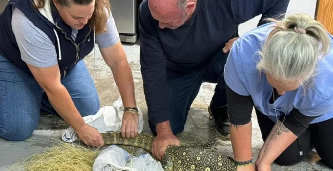Güney Afrika’da Hayvan Kaçakçısı, Polis Tarafından Yakalanma Korkusuyla Kendisini Zehirli Yılana Isırdı