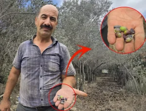 Hatay’da Halhalı Zeytinini Kuraklık Vurdu: Rekoltede Yüzde 75 Kayıp