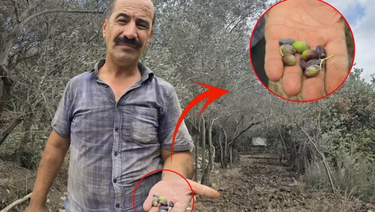 Hatay’da Halhalı Zeytinini Kuraklık Vurdu: Rekoltede Yüzde 75 Kayıp