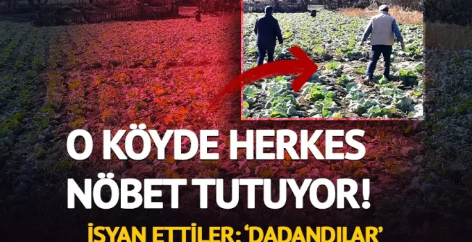 ALUCRA’DA LAHANA TARLALARINDA HIRSIZLIK ENDİŞESİ