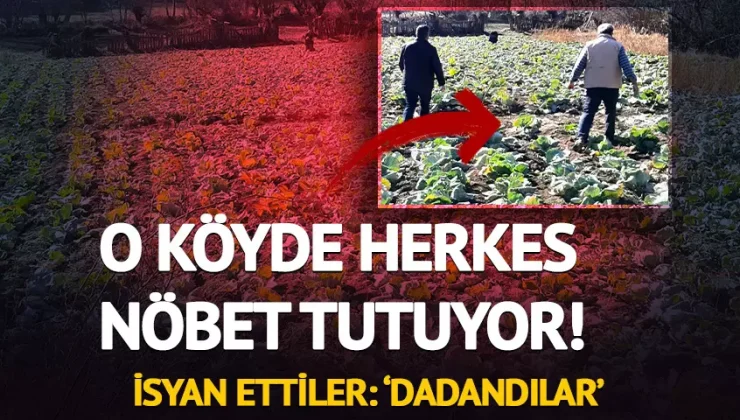 ALUCRA’DA LAHANA TARLALARINDA HIRSIZLIK ENDİŞESİ